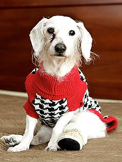 Chanel, World's Oldest Dog Record Holder, Dies at 21