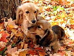 Piles of Fun Dogs and Cats Jump in Leaves
