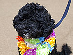 Top 10 Unforgettable Pet Moments of 2009