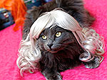 Glamour Kitties! Cats Wig Out in New Book