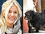 Sienna Miller's Dog Walking Style | Sienna Miller