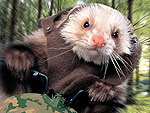 Photo Special! Ferrets Invade the Movies