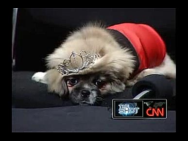 CNN's Anderson Cooper Hosts "Pick of the Litter 'Pupidential' Debate"