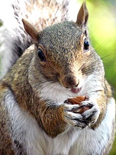 OMG! Would You Eat a Squirrel?