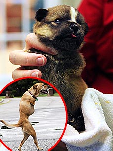 Faith the Dog's Owner Will Adopt Another Two-Legged Pup