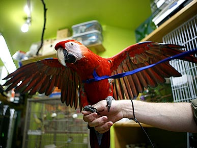 Trend Alert! Parrots On Leashes Popping Up in New York