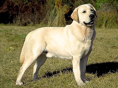 Lab Still the Most Popular Breed of Dog