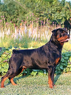 Westminster Dog to Watch: Ch Nighthawk's Born for Highwood
