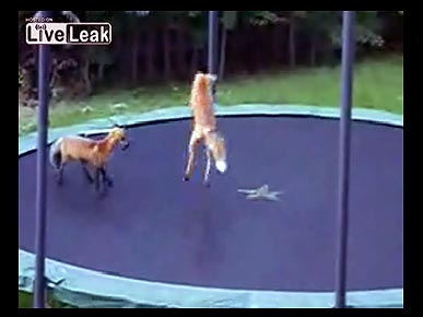 Wednesday's Funny Video: Foxes on a Trampoline!
