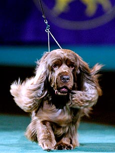Quick Hits: More Older Dog Owners Cheer Stump; New Test for Rabies
