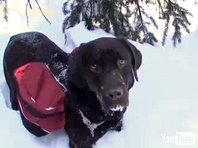 Live Dangerously: Ski With Your Dog