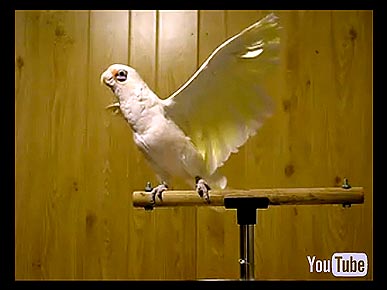 Monday's Funny Video: Frostie the Dancing Cockatoo