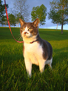 Cats on Leashes? Yes, Say Owners