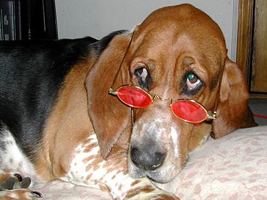 Caption Contest: What's on This Hound's Mind?