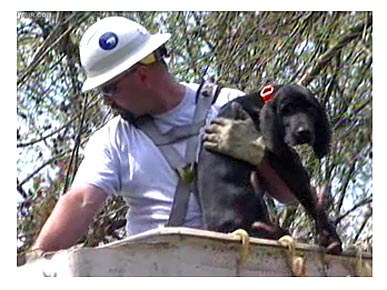 Puppy Climbs a Tree and Gets Stuck!
