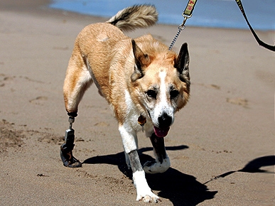 Rescue Pup Goes from Three Legs to Four