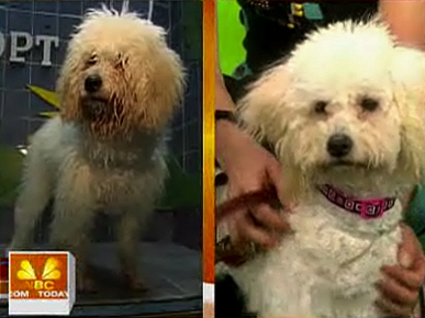 Doggie Makeovers! See These Pups Get Adoption-Ready