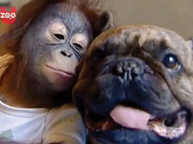 Funny Pictures Bulldogs on Pet Video  Bulldog Hearts Baby Orangutan    Funny Pets   People Com