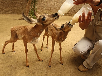 Milk Does a Baby Pronghorn Good!