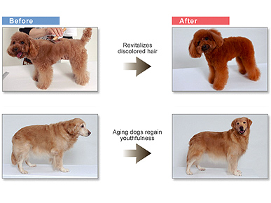 Would You Dye Your Dog's Hair to Cover the Gray?