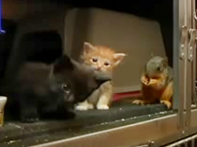 Nursing Cat Adopts Baby Squirrel into Litter