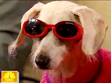 World's Oldest Dog Blows Out 21 Birthday Candles Today
