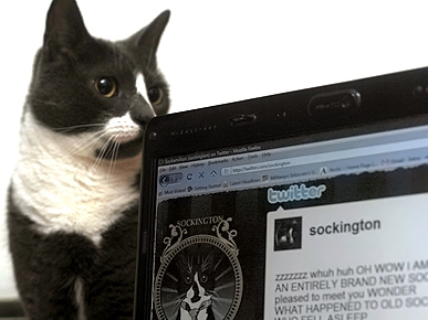 Sockington Speaks! Meet the Feline King of Twitter