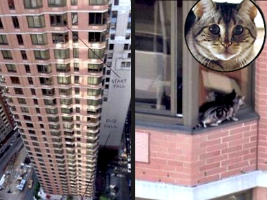 Me-OW! Cat Survives 26-Story Plunge