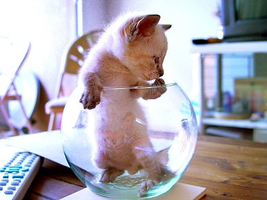 Animal 'D'oh!': Kitten Hides Behind Glass