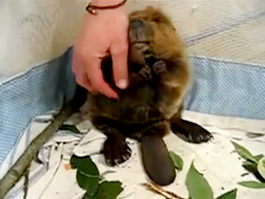 Tuesday's Funny Video: Beaver Pettin' 101