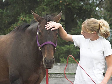 Seattle Rescue Group Gives Unwanted Horses & Troubled Teens a Second Chance
