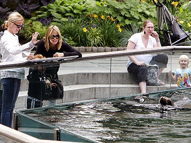 Spotted: Heidi Klum and Family Waving to the Seals!