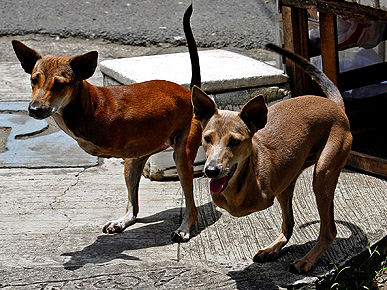 'Dog-Kangaroos' Cute and Bambi Become Celebrities in the Philippines