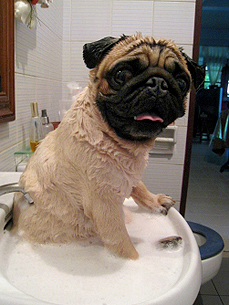 The Water Bowl: Dog-Nappers Caught on Camera, Plus: A Bear With a Sweet Tooth!