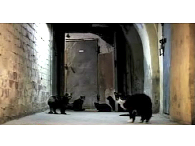 Tuesday's Funny Video: Kitty Panic Attack!