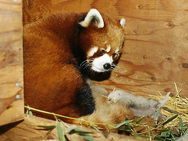 Red Pandas Shan Tou and Yukiko Welcome Triplets at North Dakota Zoo