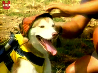 Tuesday's Funny Video: Daredevil Dogs