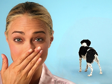 Petiquette: What to Do When Fido Farts in Front of Others?