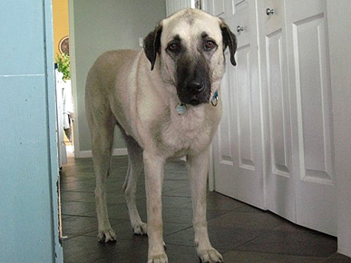 Adopt Me! Merlin Needs a Castle to Call Home