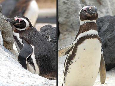 Scandal! Penguin Love Triangle at San Francisco Zoo