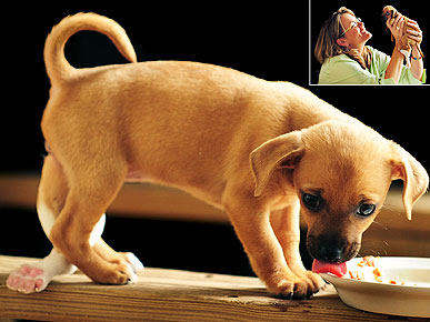 Update: Rescued Five-Legged Puppy Offered Free Surgery