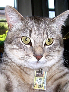A Fake ID for Fido! A Tiny Badge That Looks Just Like Yours