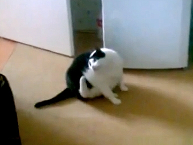 Thursday's Funny Video: Big Cat Has an Even Bigger Itch