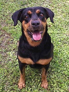 Adopt Me! Sophia Needs Your Undivided Attention