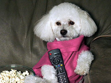 It Has Arrived: The Snuggie for Dogs!