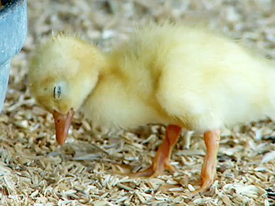 Monday's Funny Video: Baby Duck Catches Some Zzzs – Standing Up!