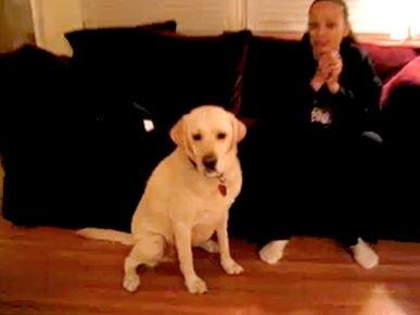 Thursday's Funny Video: Yellow Lab Takes Your Beverage Orders!