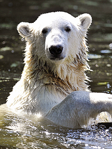 It's A Date! Knut the Polar Bear to Get an Italian Girlfriend