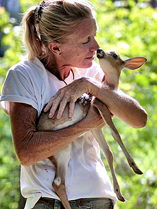 3-Legged Fawn Finds New Home After Power-Mower Accident