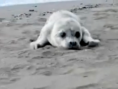 Wednesday's Funny Video: Baby Seal's Beachside Waddle